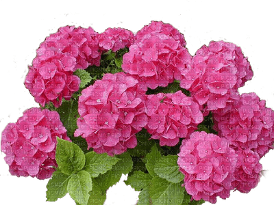 370202_5c542.png