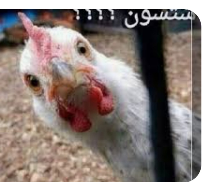 Screenshot_٢٠٢٥٠١٢٣-٢١٢٨٠٣_Google.jpg