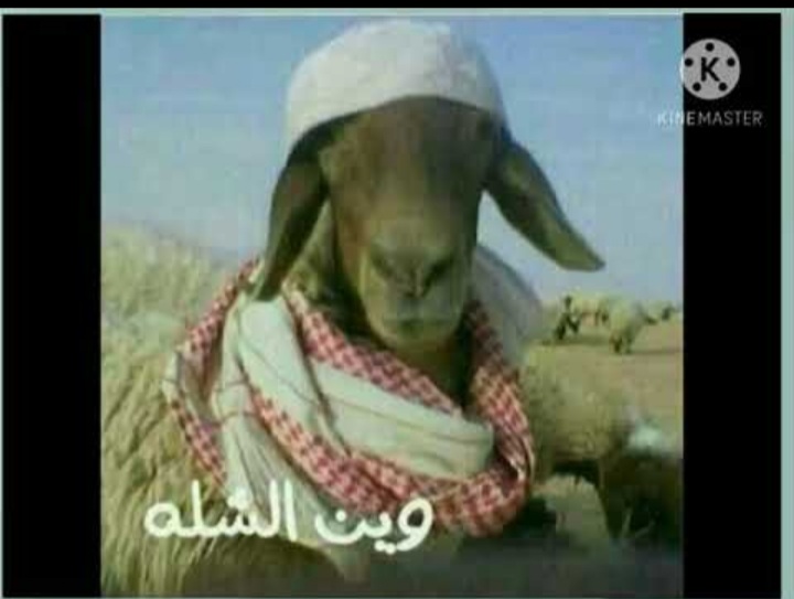 Screenshot_٢٠٢٥٠٢١٠-٠٧١٠٣٦_X.jpg