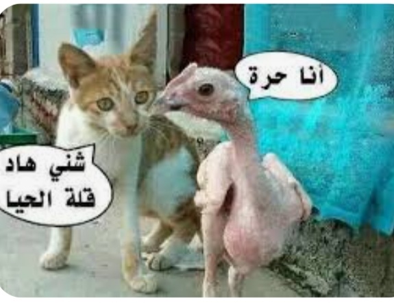 Screenshot_٢٠٢٥٠٦١٧-١٦٤٩١٥_Google.jpg