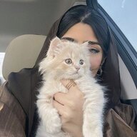 - رِمـٓال